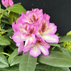 Vyšehrad PBR - Rhododendren Hybride - Rhododendron hybridum 'Vyšehrad' PBR