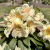 Zebín PBR - różanecznik wielkokwiatowy - Rhododendron hybridum 'Zebín' PBR