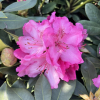 Janet Ward- Rhododendron Hybride - Janet Ward - Rhododendron hybridum