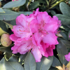 Janet Ward- różanecznik wielkokwiatowy - Janet Ward - Rhododendron hybridum