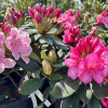 Janet Ward- Rhododendron hybrid - Janet Ward - Rhododendron hybridum