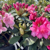 Janet Ward- różanecznik wielkokwiatowy - Janet Ward - Rhododendron hybridum