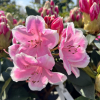 Janet Ward- Rhododendron hybrid - Janet Ward - Rhododendron hybridum