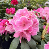 Janet Ward- Rhododendron Hybride - Janet Ward - Rhododendron hybridum