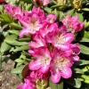 Eija - różanecznik wielkokwiatowy - Rhododendron hybridum 'Eija'