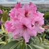 Madrid - Рододендрон гибридный - Madrid - Rhododendron hybridum