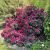 Mieszko I - różanecznik wielkokwiatowy - Mieszko I - Rhododendron hybridum