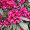 Mieszko I - różanecznik wielkokwiatowy - Mieszko I - Rhododendron hybridum