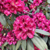 Mieszko I - Rhododendron hybrid - Mieszko I - Rhododendron hybridum