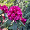 Mieszko I - różanecznik wielkokwiatowy - Mieszko I - Rhododendron hybridum