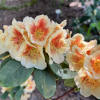Paprica Spiced - Рододендрон гибридный - Paprica Spiced - Rhododendron hybridum