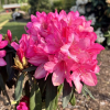 Rosa Perle - Рододендрон Якушиманский - Rosa Perle - Rhododendron makinoi