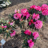Rosa Perle - Рододендрон Якушиманский - Rosa Perle - Rhododendron makinoi