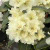 Suomi 100 - Рододендрон гибридный - Suomi 100 - Rhododendron hybridum