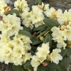 Suomi 100 - Рододендрон гибридный - Suomi 100 - Rhododendron hybridum