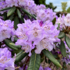 Susan  - Рододендрон гибридный - Susan  - Rhododendron hybridum