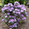 Susan  - Рододендрон гибридный - Susan  - Rhododendron hybridum