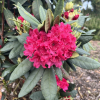 Double Kiss - różanecznik wielkokwiatowy - Double Kiss - Rhododendron hybridum