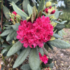 Double Kiss - Rhododendron hybrids - Double Kiss - Rhododendron hybridum