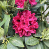 Double Kiss - Rhododendron Hybride - Double Kiss - Rhododendron hybridum