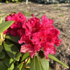 Neon Kiss - Rhododendron hybrids - Neon Kiss - Rhododendron hybridum