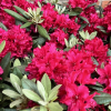 Neon Kiss - Rhododendron Hybride - Neon Kiss - Rhododendron hybridum