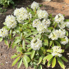 Lumotar - Rhododendron hybrid - Lumotar - Rhododendron hybridum