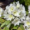 Lumotar - różanecznik wielkokwiatowy - Lumotar - Rhododendron hybridum