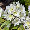 Lumotar - Rhododendron hybrid - Lumotar - Rhododendron hybridum