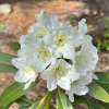 Lumotar - Rhododendron hybrid - Lumotar - Rhododendron hybridum