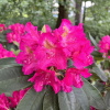 Quito - Рододендрон гибридный - Rhododendron 'Quito'