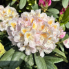 Pernilla - Rhododendron hybrid - Rhododendron hybridum 'Pernilla'