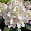 Pernilla - Rhododendron hybrid - Rhododendron hybridum 'Pernilla'