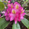 Sonare - Рододендрон гибридный - Rhododendron 'Sonare'