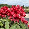 Taragona - Rhododendron Hybride - Taragona - Rhododendron hybridum