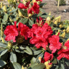 Vulcan's Flame - Рододендрон гибридный - Rhododendron 'Vulcan's Flame'