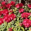 Władysław Jagiełło ROYAL RED PBR - Rhododendron hybrid - Rhododendron hybridum 'Władysław Jagiełło Royal Red' PBR ROYAL RED