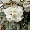 Aesthetica - różanecznik smirnowii x bureavii - Rhododendron smirnowii x bureavii 'Aesthetica'