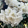 Aesthetica - różanecznik smirnowii x bureavii - Rhododendron smirnowii x bureavii 'Aesthetica'