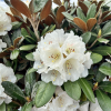 Bengt's Bear - Rhododendron pachysanthum x yakushimanum - Rhododendron pachysanthum x yakushimanum 'Bengt's Bear'