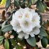 Bengt's Bear - Rhododendron pachysanthum x yakushimanum - Rhododendron pachysanthum x yakushimanum 'Bengt's Bear'