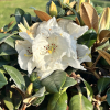 Bengt's Bear - Rhododendron pachysanthum x yakushimanum - Rhododendron pachysanthum x yakushimanum 'Bengt's Bear'