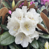 Bengt's Bear - Rhododendron pachysanthum x yakushimanum - Rhododendron pachysanthum x yakushimanum 'Bengt's Bear'