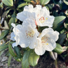 Elya - Rhododendron (Fabia x bureavii) x degronianum ssp. yakushimanum - Rhododendron (Fabia x bureavii ) x degronianum ssp. yakushimanum 'Elya'