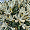 Elya - różanecznik (Fabia x bureavii) x degronianum ssp. yakushimanum - Rhododendron (Fabia x bureavii ) x degronianum ssp. yakushimanum 'Elya'