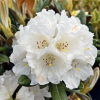 Elya - Rhododendron (Fabia x bureavii) x degronianum ssp. yakushimanum - Rhododendron (Fabia x bureavii ) x degronianum ssp. yakushimanum 'Elya'