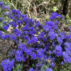 Blue Tit - Rhododendron impeditum ; Rhododendron Dwarf Hybrids - Blue Tit - Rhododendron impeditum