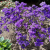 Lauretta - Różanecznik miniaturowy - Lauretta - Rhododendron impeditum