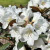 Foxy Lady - różanecznik yakushimanum x hybridum - Rhododendron yakushimanum x hybridum 'Foxy Lady'