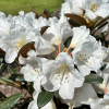 Foxy Lady - Rhododendron yakushimanum x hybridum - Rhododendron yakushimanum x hybridum 'Foxy Lady'